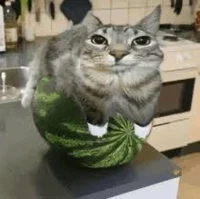 Watermelon cat