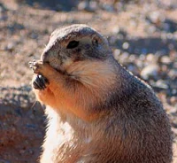 prairie dog