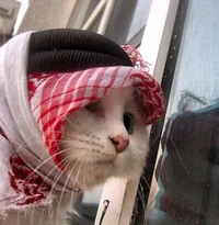 Arab cat