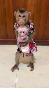 Jenny Monkey