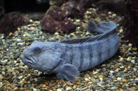 Atlantic Wolffish