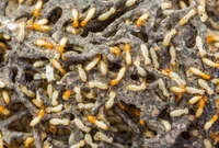 Termite Colony