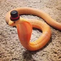 Snek in top hat