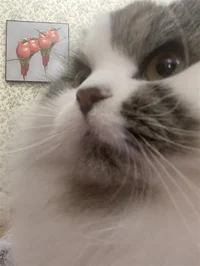 your cat