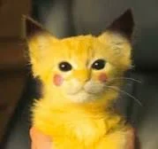 pikachu cat