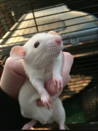 Albino Rat