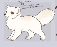 White fox