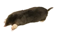 Angry Mole