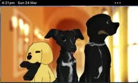 The 6th coming Puppy