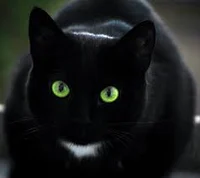 Ravenpaw