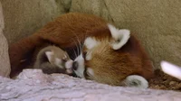Red panda