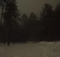 Snowy Forest