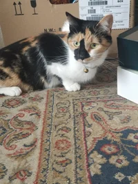 Casa the Calico Cat 