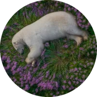 Dying nezuko swap au