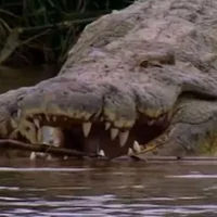 Pet 30 ft crocodile