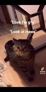 Look im gay cat