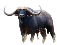 Buffalo