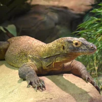 komodo dragon