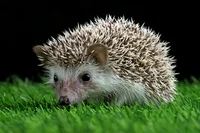 hedgehog