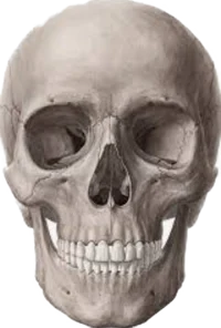 Skull head E