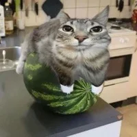 Watermelon Cat