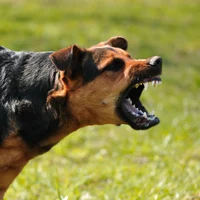 hound dog