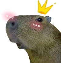 Capivara