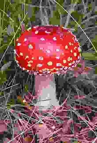 mushroom