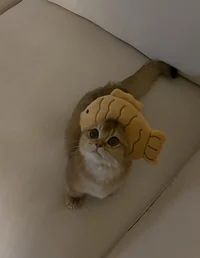 ryuu