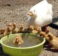 Duck family