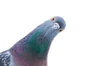 Mr Pigeon