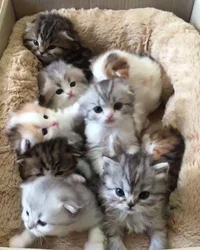 Kittens 