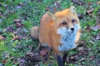 Red fox