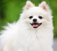 Pomeranian 