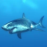 Shark containment rp