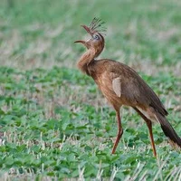 Red-legged Seriema