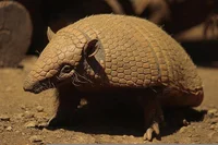 Armadillo