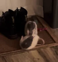 Angus - Ratita JWJZJ