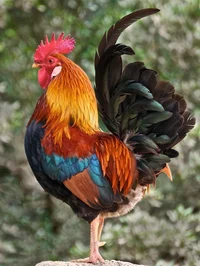 The Roaster