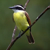 New Kiskadee