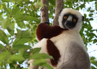 Sifaka