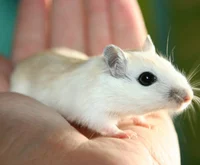 Pet gerbil