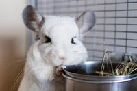 Pet chinchilla