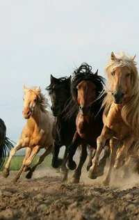 Herd