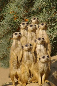 Meerkats