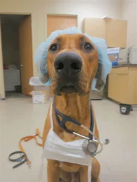 Doctor dog