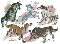 The Pack