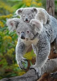 Koala 