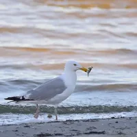 SEAGULLS