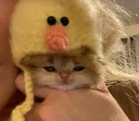 Duck kitty